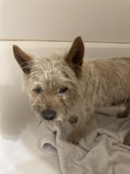 Found/Stray Male Dog last seen On corby Avenue. Close to 7/11 store. , Santa Rosa, CA 95407