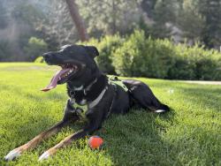 Lost Female Dog last seen Lipsett court & Glenview Rd, Kelowna, BC V1V 1X3