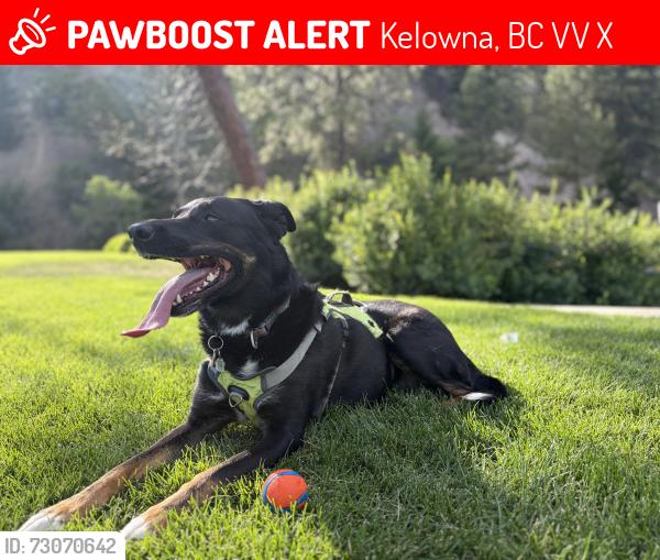 Lost Female Dog last seen Lipsett court & Glenview Rd, Kelowna, BC V1V 1X3
