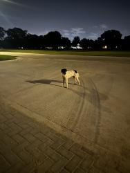 Found/Stray Unknown Dog last seen Near golf course, Houston, TX 77007