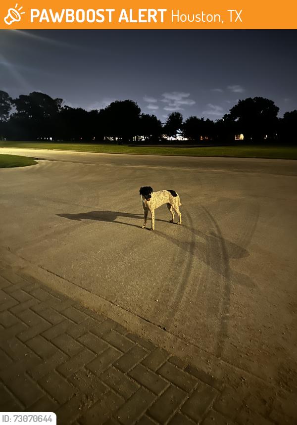 Found/Stray Unknown Dog last seen Near golf course, Houston, TX 77007