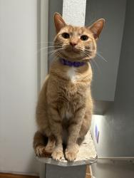 Lost Female Cat last seen Ropers Church Rd and Stage Rd, Lanexa, VA 23089
