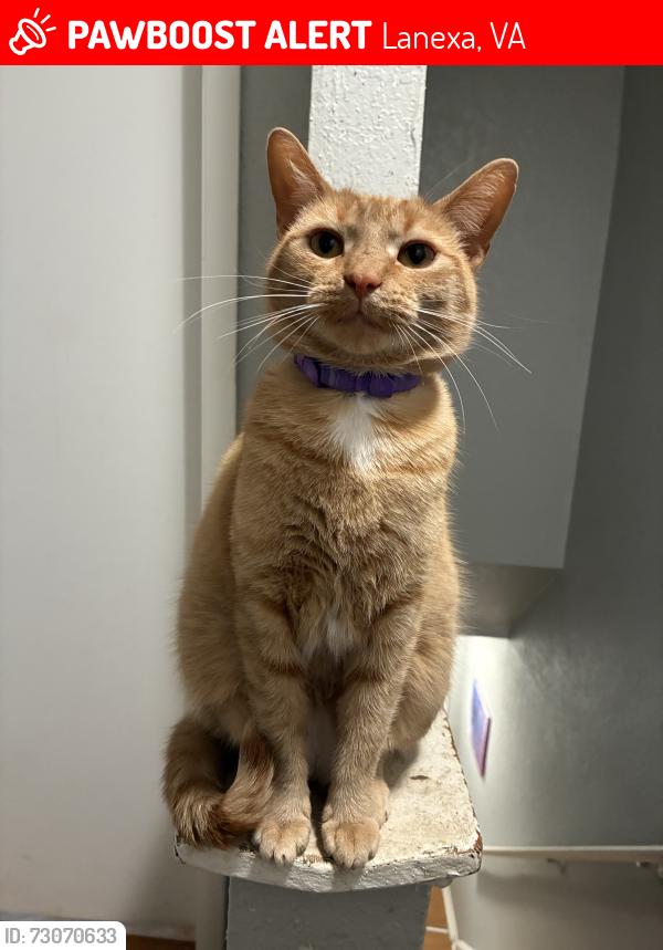 Lost Female Cat last seen Ropers Church Rd and Stage Rd, Lanexa, VA 23089