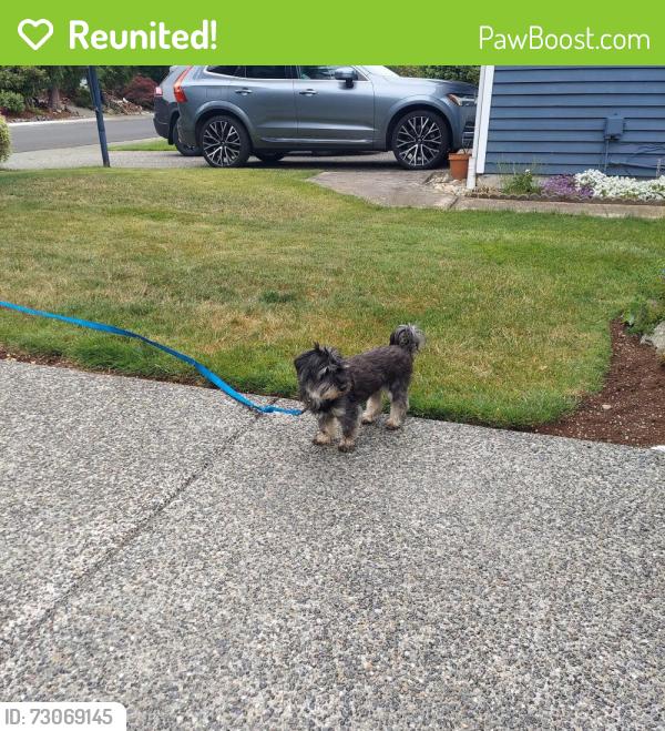 Reunited Female Dog last seen Near ne 12th pl , Sammamish, WA 98074