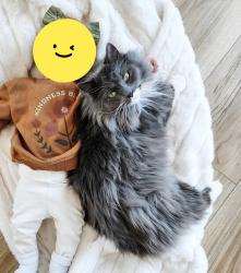 Lost Female Cat last seen Near Whispering Terrace, Colorado Springs, CO 80917