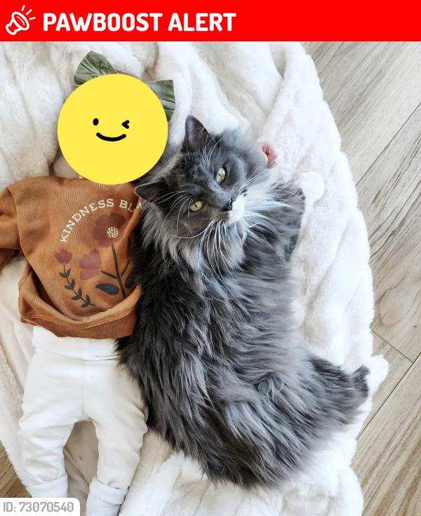 Lost Female Cat last seen Near Whispering Terrace, Colorado Springs, CO 80917