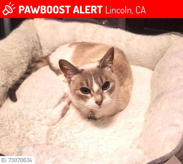 Lost Female Cat last seen Lincoln, CA- Darlington Way by Machado Park- Beazor Home Developement, Lincoln, CA 95648