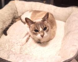 Lost Female Cat last seen Lincoln, CA- Darlington Way by Machado Park- Beazor Home Developement, Lincoln, CA 95648