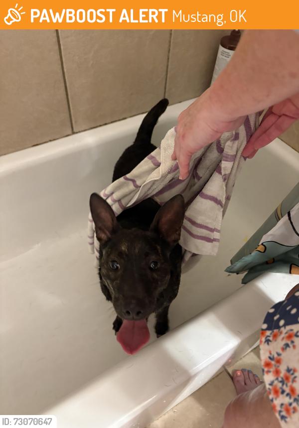 Found/Stray Unknown Dog last seen Shadow ridge way, Mustang, OK 73064