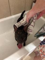 Found/Stray Unknown Dog last seen Shadow ridge way, Mustang, OK 73064