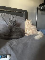 Reunited Female Cat last seen Norridge Cumberland and Lawrence area , Norridge, IL 60706