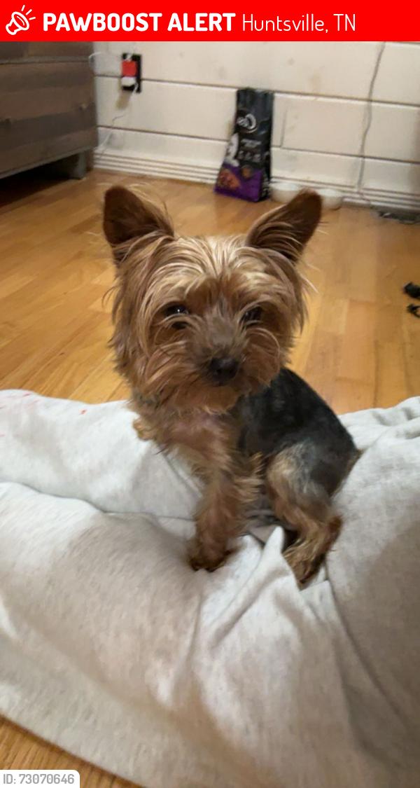 Lost Female Dog last seen Near buffalo raceway track on Jeffers road in Scott county, Huntsville, TN 37756