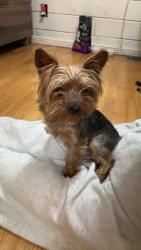 Lost Female Dog last seen Near buffalo raceway track on Jeffers road in Scott county, Huntsville, TN 37756