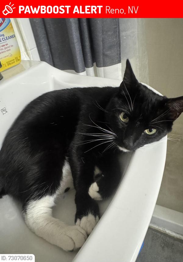 Lost Female Cat last seen The strand, Reno, NV 89503
