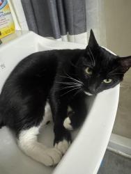Lost Female Cat last seen The strand, Reno, NV 89503