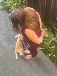 Found/Stray Unknown Cat last seen Near Willow St Alameda CA, Alameda, CA 94501