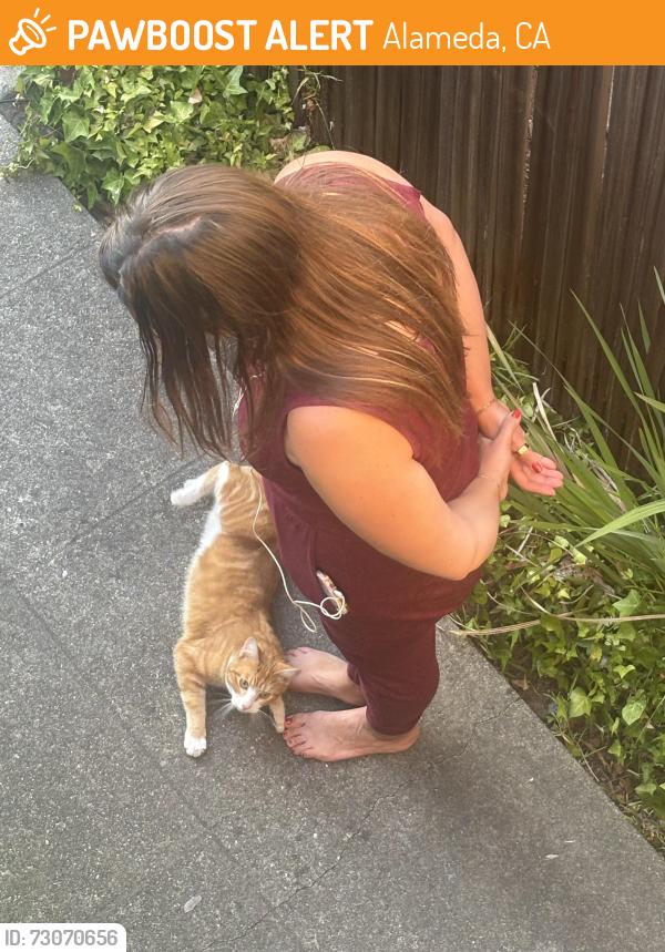 Found/Stray Unknown Cat last seen Near Willow St Alameda CA, Alameda, CA 94501