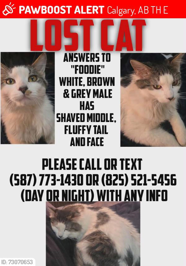 Lost Male Cat last seen coach hill road and patina drive sw, Calgary, AB T3H 3E3