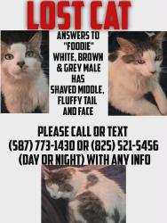 Lost Male Cat last seen coach hill road and patina drive sw, Calgary, AB T3H 3E3
