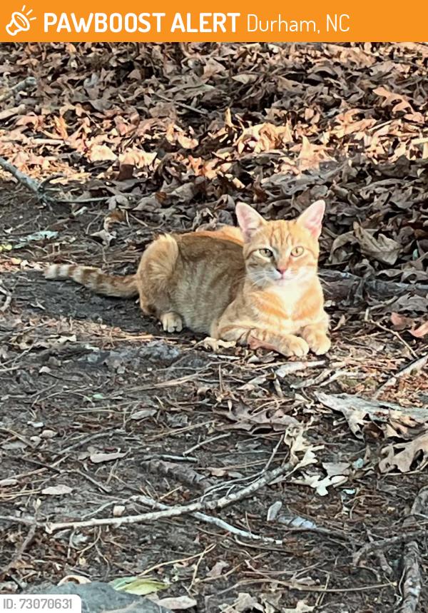 Found/Stray Unknown Cat last seen Cole Mill Rd and Rose of Sharon Rd, Durham, NC 27712