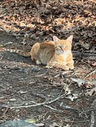 Found/Stray Unknown Cat last seen Cole Mill Rd and Rose of Sharon Rd, Durham, NC 27712