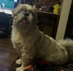 Lost Male Dog last seen Shana Ct and Metz Rd, Perris, CA 92570