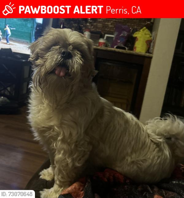 Lost Male Dog last seen Shana Ct and Metz Rd, Perris, CA 92570