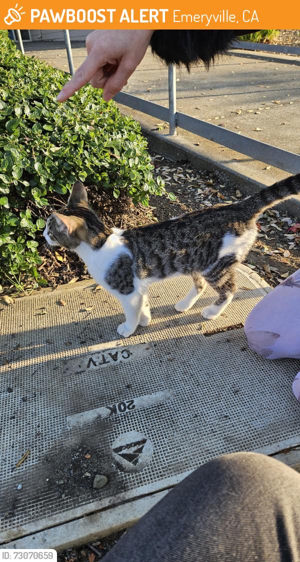 Found/Stray Male Cat last seen Powell St & Commodore, Emeryville, CA 94608
