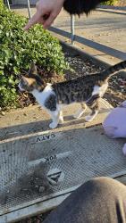Found/Stray Male Cat last seen Powell St & Commodore, Emeryville, CA 94608