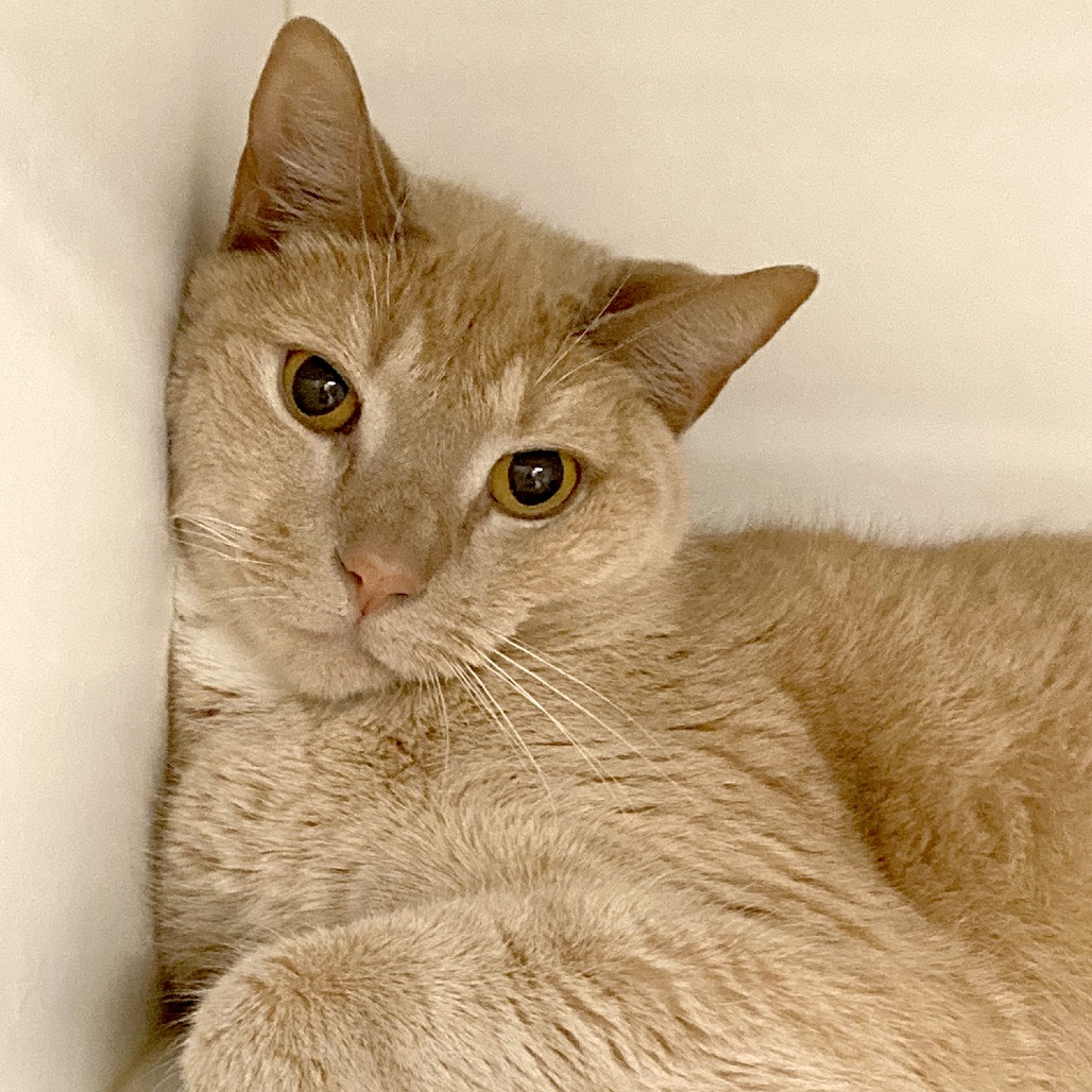 Shelter Stray Male Cat last seen , Animal Care & Control Team of Philly, 111 W Hunting Park Ave, Philadelphia, PA 19140, USA