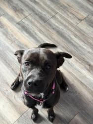 Reunited Female Dog last seen Simpsonville sc, Simpsonville, SC 29681