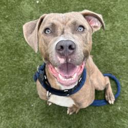 Shelter Stray Male Dog last seen , Animal Care & Control Team of Philly, 111 W Hunting Park Ave, Philadelphia, PA 19140, USA