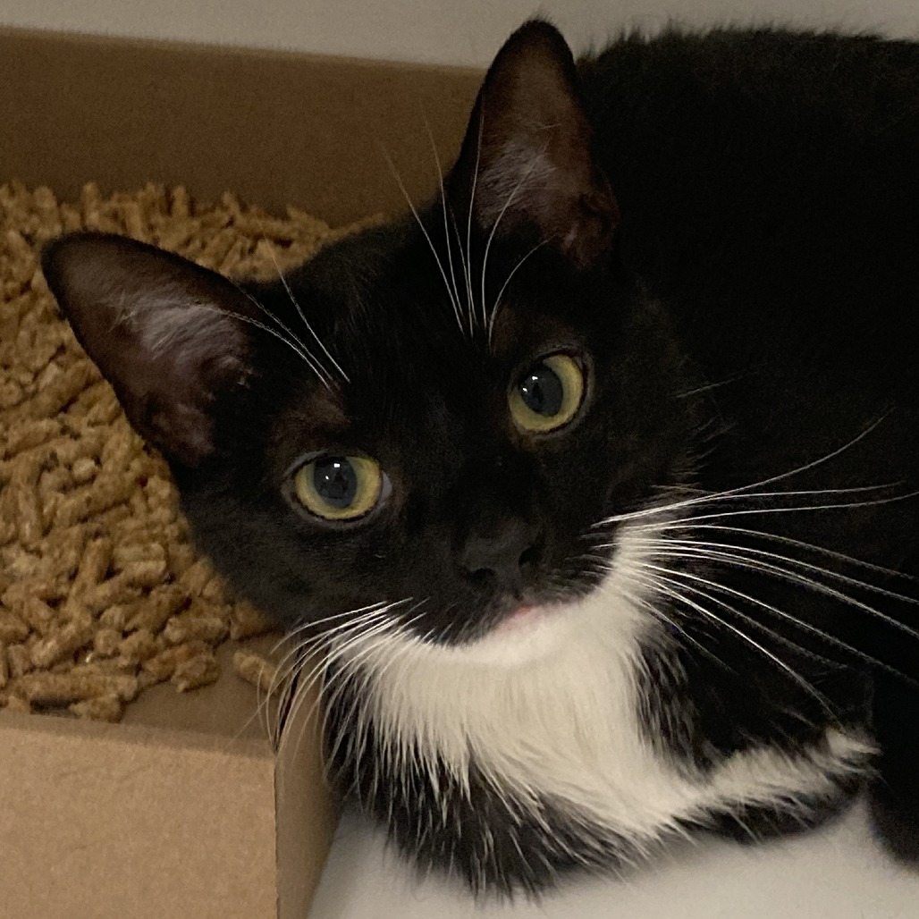 Shelter Stray Female Cat last seen , Animal Care & Control Team of Philly, 111 W Hunting Park Ave, Philadelphia, PA 19140, USA