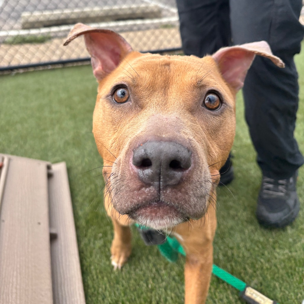 Shelter Stray Male Dog last seen , Animal Care & Control Team of Philly, 111 W Hunting Park Ave, Philadelphia, PA 19140, USA