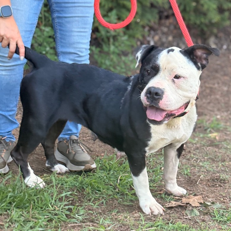 Shelter Stray Female Dog last seen , Animal Care & Control Team of Philly, 111 W Hunting Park Ave, Philadelphia, PA 19140, USA