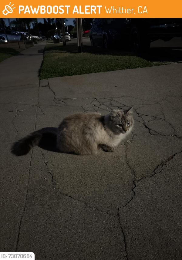 Found/Stray Unknown Cat last seen Near Vinemead, Whittier, CA 90601