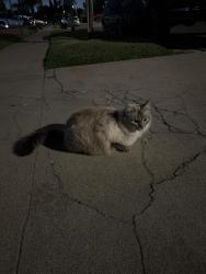 Found/Stray Unknown Cat last seen Near Vinemead, Whittier, CA 90601