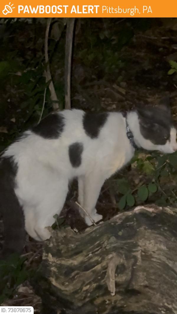 Found/Stray Unknown Cat last seen Vincent st & Proxim Way, Pittsburgh, PA 15210