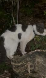 Found/Stray Unknown Cat last seen Vincent st & Proxim Way, Pittsburgh, PA 15210
