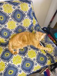 Lost Male Cat last seen Atlantic&Spring forest, Raleigh, NC 27609