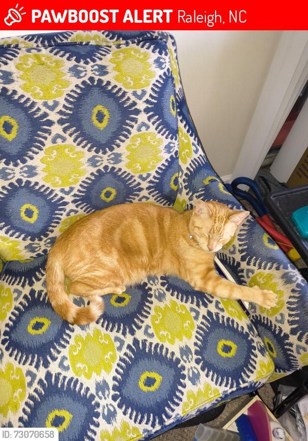 Lost Male Cat last seen Atlantic&Spring forest, Raleigh, NC 27609