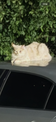 Found/Stray Unknown Cat last seen Camilla road, Mississauga, ON L5A