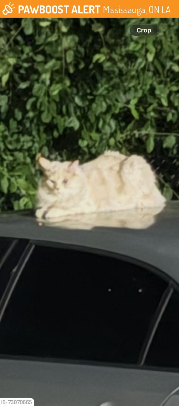Found/Stray Unknown Cat last seen Camilla road, Mississauga, ON L5A