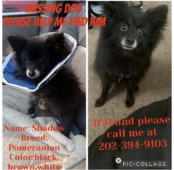 Reunited Male Dog last seen Central ave se and 54th street se, Washington, DC 20019