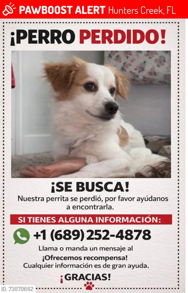 Lost Male Dog last seen Ladybird Academy of Hunters Creek, Hunters Creek, FL 32837