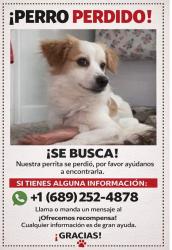 Lost Male Dog last seen Ladybird Academy of Hunters Creek, Hunters Creek, FL 32837