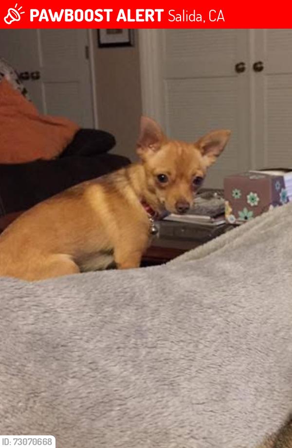 Lost Female Dog last seen Killigrew Drive Salida, CA, Salida, CA 95368