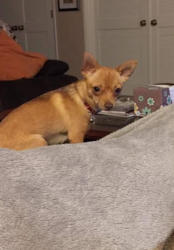 Lost Female Dog last seen Killigrew Drive Salida, CA, Salida, CA 95368