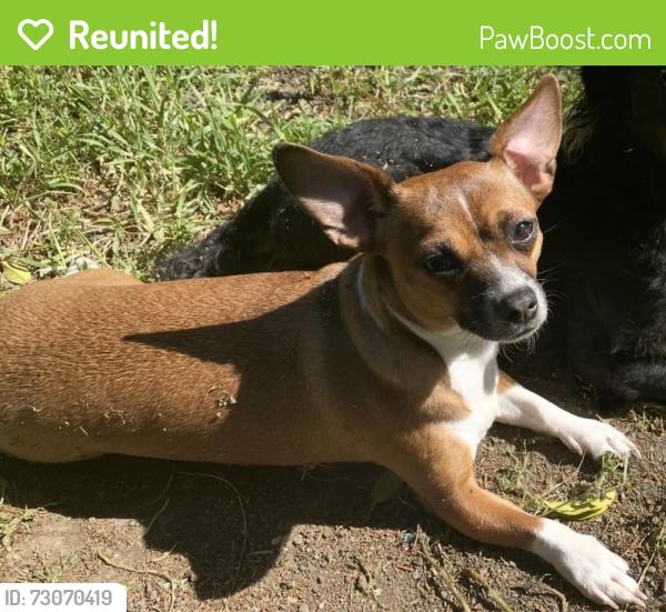 Reunited Female Dog last seen Near Indiana st, Fairfield, CA 94533