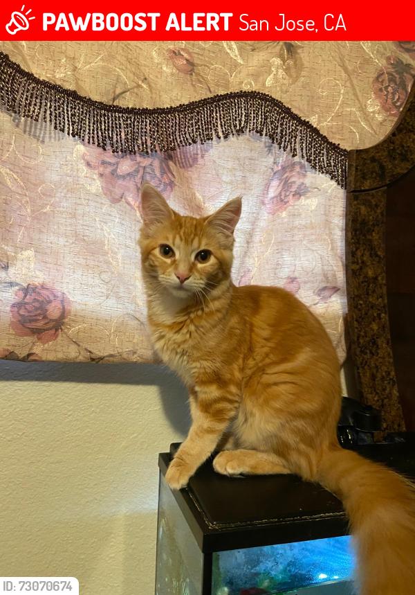 Lost Female Cat last seen Will Rogers and Ranchero rd, San Jose, CA 95117